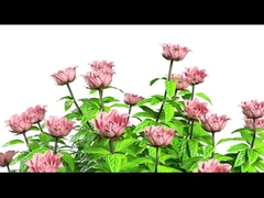 Y11 महिला स्मार्ट वॉच लक्जरी 1.32